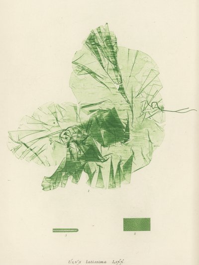 British Sea-Weed by English School